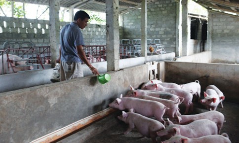 Ở Việt Nam, chăn nuôi chủ yếu vẫn theo hình thức nông hộ - Ảnh: Đức Thảo