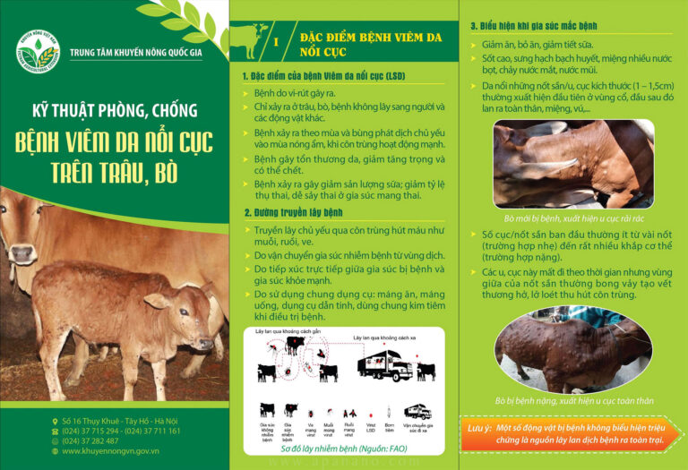 Kỹ thuật phòng, chống Bệnh Viêm Da Nổi Cục trên Trâu, Bò APA